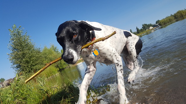 dog-playing-fetch-in-water