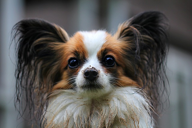 cute pup
